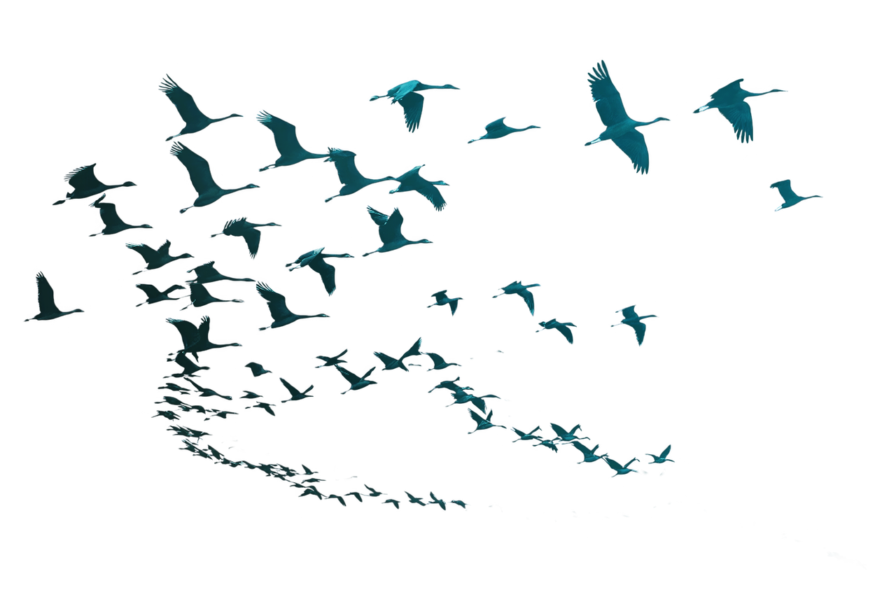 Flying Birds